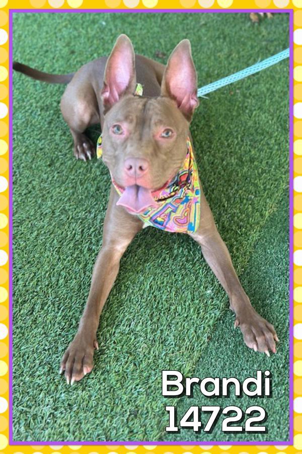 Enlarge Brandi (828), a Adoptable mixed breed in Marietta, GA image 2/2