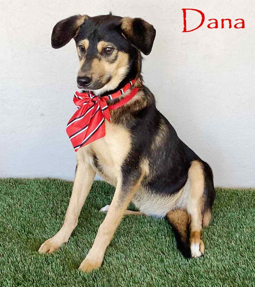 Dana, Adoptable, Young Female Shepherd.