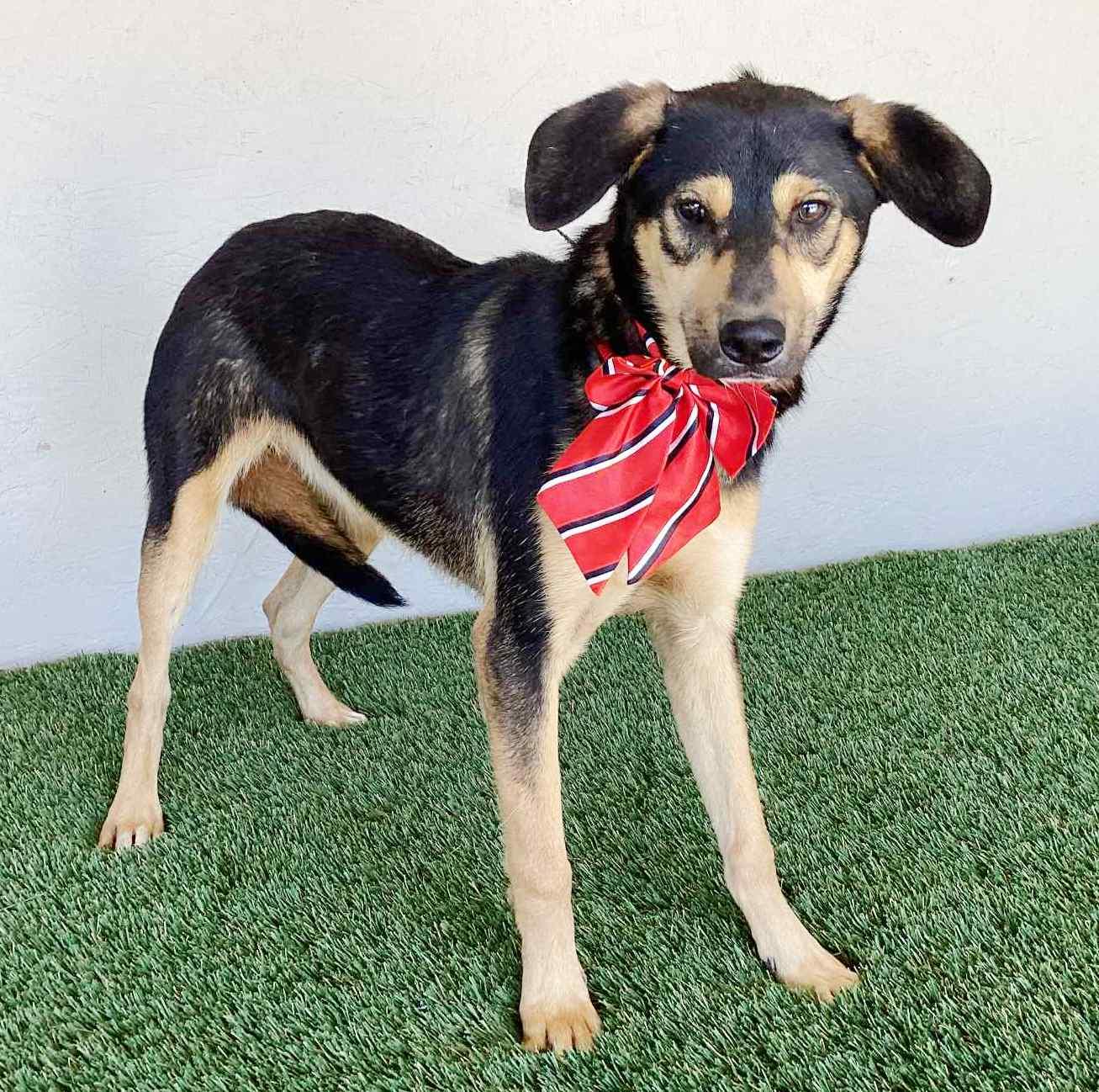 Enlarge Dana, a Adoptable mixed breed in San Diego, CA image 2/2