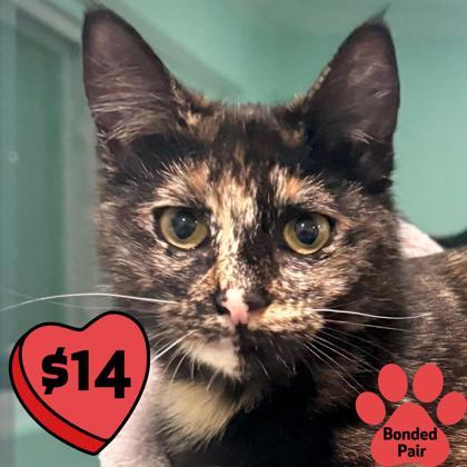 Flamingo, Adoptable, Kitten Female Domestic Short Hair & Domestic Short Hair.