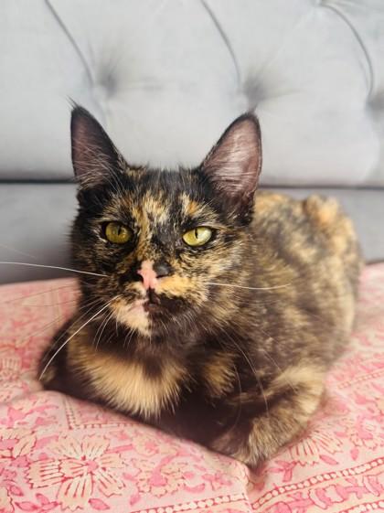 Enlarge Flamingo, a Adoptable mixed breed in Pleasanton, CA image 2/3