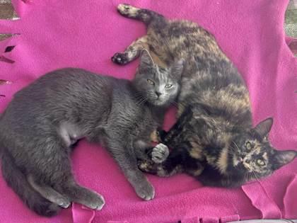 Enlarge Flamingo, a Adoptable mixed breed in Pleasanton, CA image 3/3