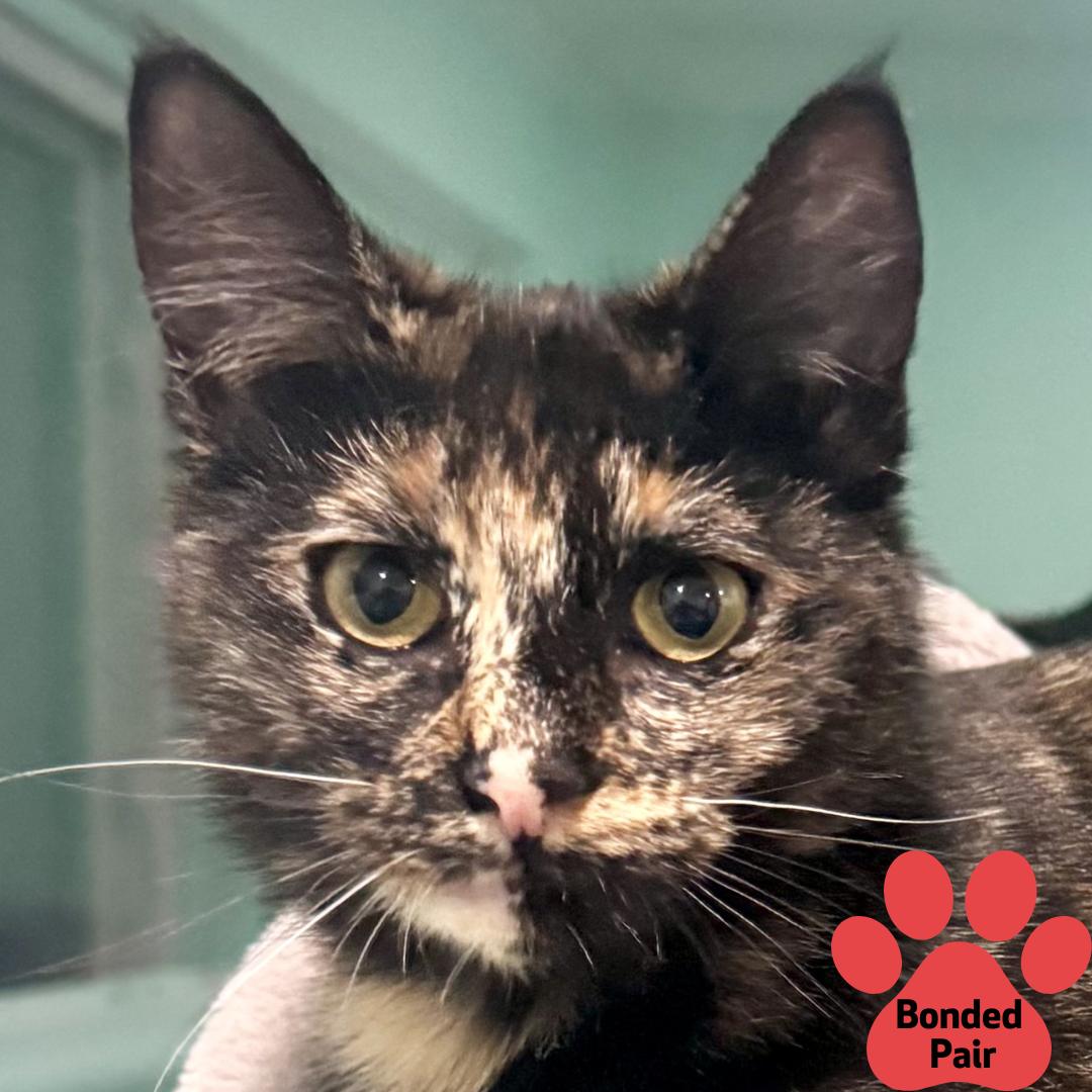 Flamingo, Adoptable, Kitten Female Domestic Short Hair & Domestic Short Hair.