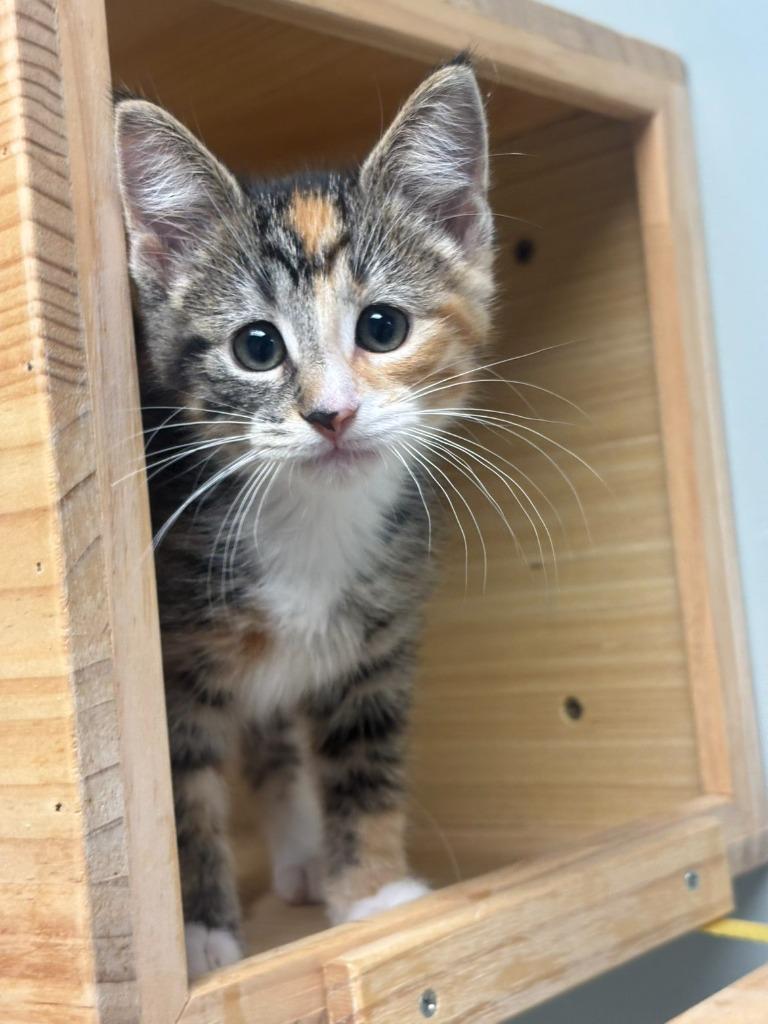 Sunflower, Adoptable, Kitten Female Domestic Short Hair.