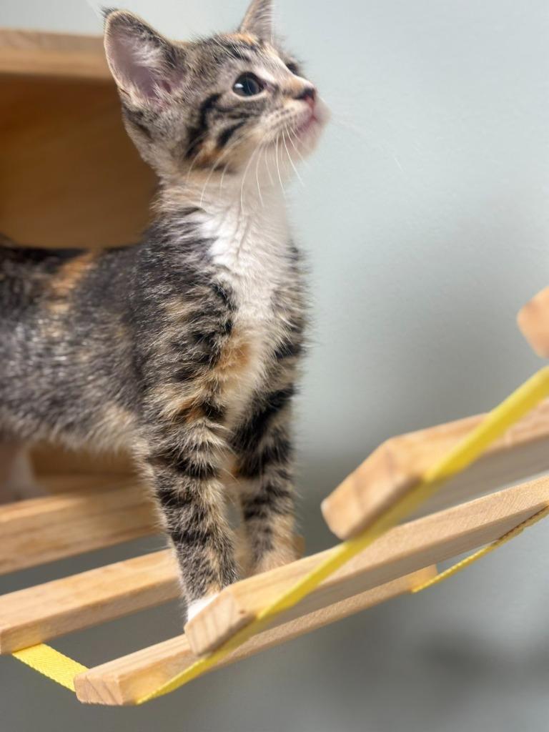 Enlarge Sunflower, a Adoptable mixed breed in Viroqua, WI image 2/4