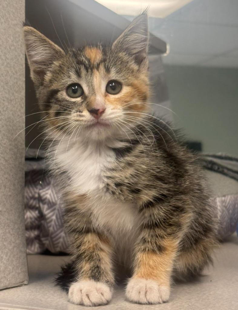 Enlarge Sunflower, a Adoptable mixed breed in Viroqua, WI image 3/4
