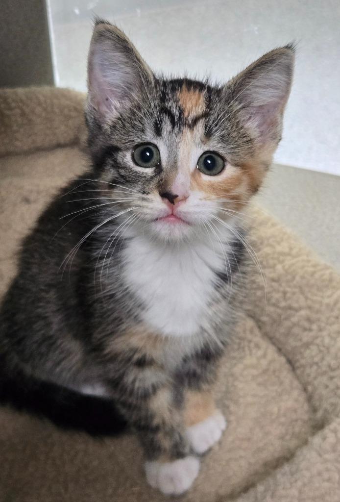 Enlarge Sunflower, a Adoptable mixed breed in Viroqua, WI image 4/4