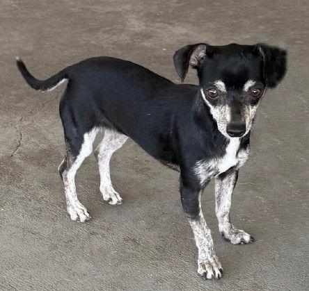 Enlarge **MIMI**, a Adoptable Chihuahua in North Prairie, WI image 1/2