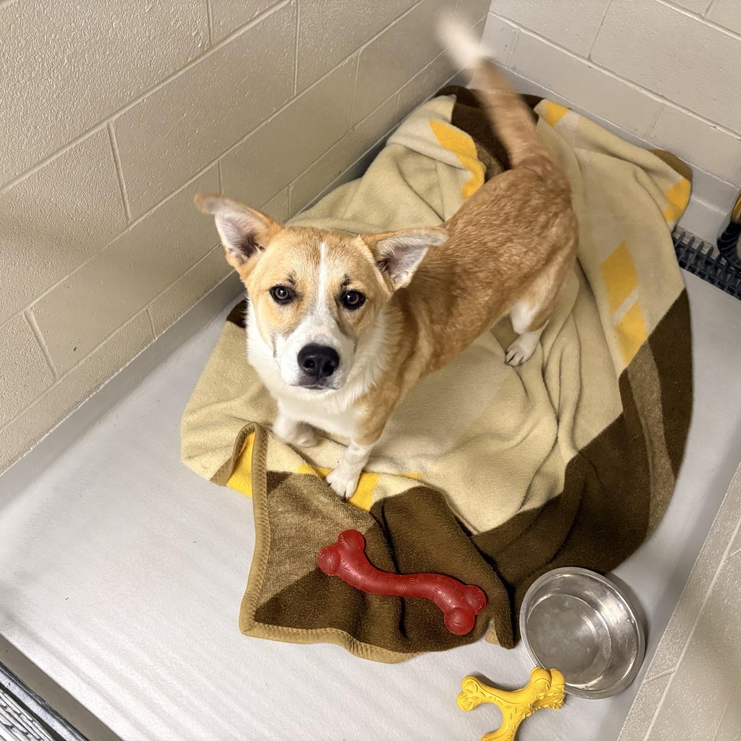 Dolly, Adoptable, Young Female Australian Cattle Dog / Blue Heeler.