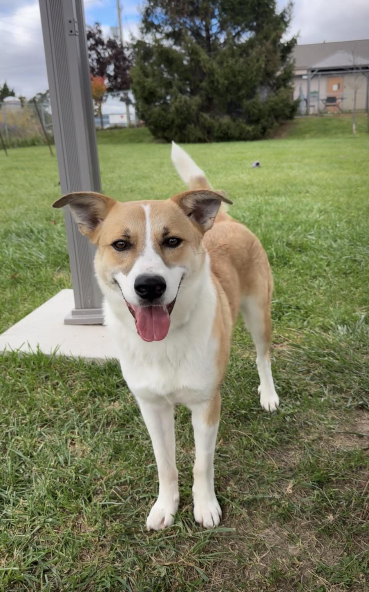 Dolly, Adoptable, Young Female Australian Cattle Dog / Blue Heeler.