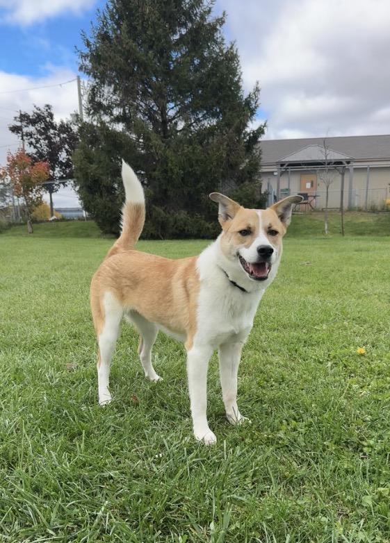 Enlarge Dolly, a Adoptable mixed breed in Caledon, ON image 2/2