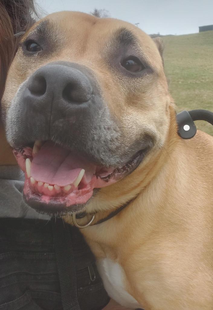 Harlem FKA Clay, Adoptable, Adult Male Pit Bull Terrier.