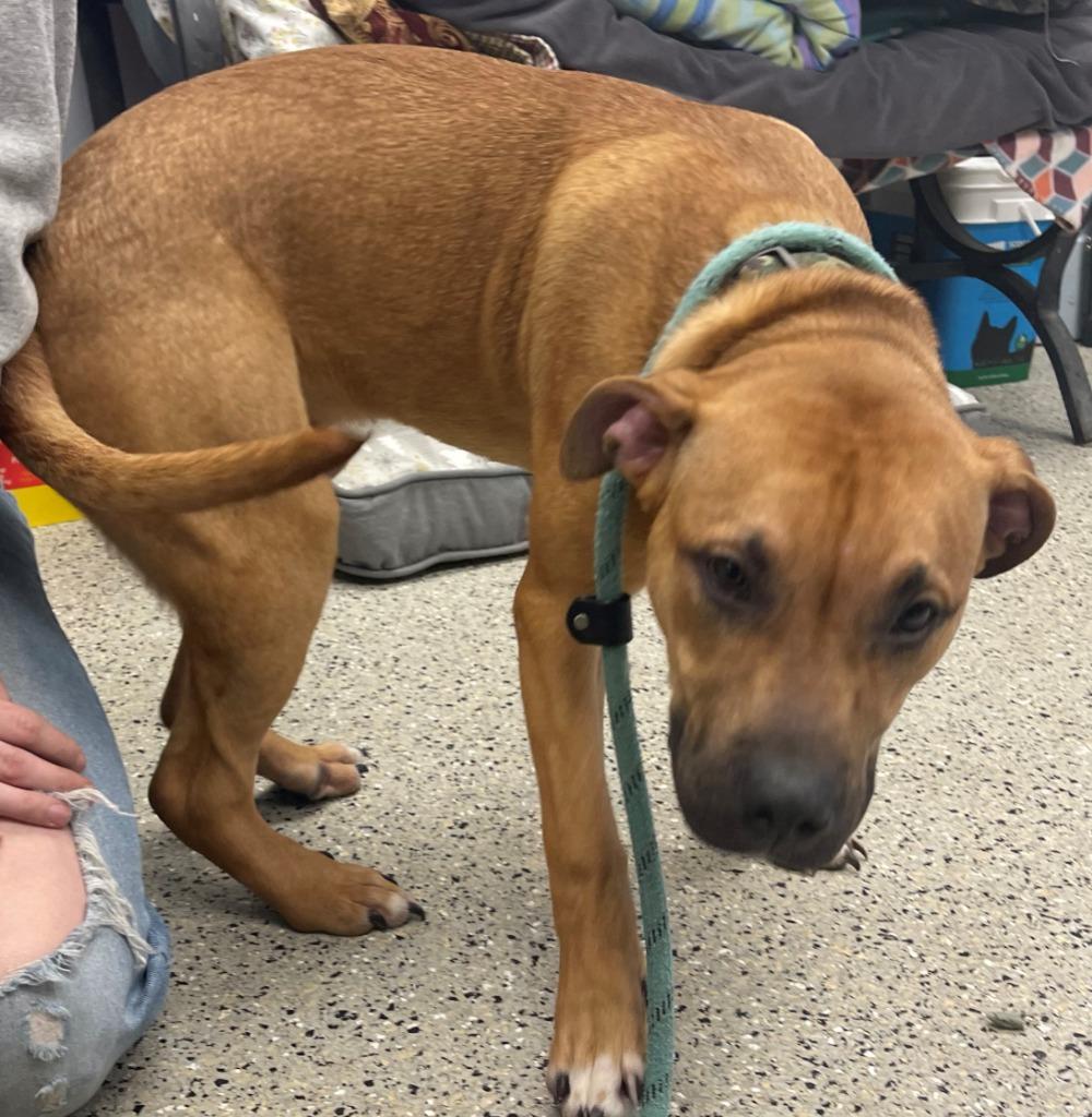 Harlem FKA Clay, a Adoptable Pit Bull Terrier in Saint Clairsville, OH image 2/3