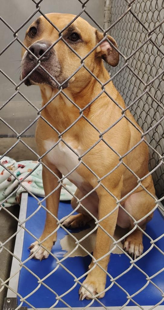 Harlem FKA Clay, a Adoptable Pit Bull Terrier in Saint Clairsville, OH image 3/3