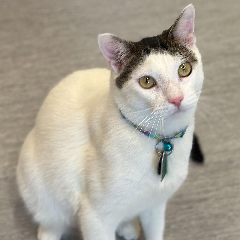 Marmot, a Adoptable Domestic Short Hair in Port Washington, NY image 1/2