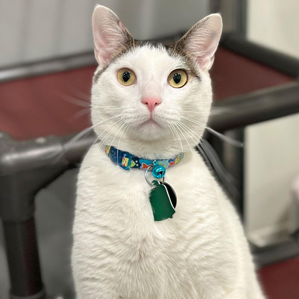 Marmot, a Adoptable Domestic Short Hair in Port Washington, NY image 2/2