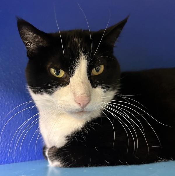 Enlarge Oreo, a Adoptable mixed breed in Sioux City, IA image 1/6