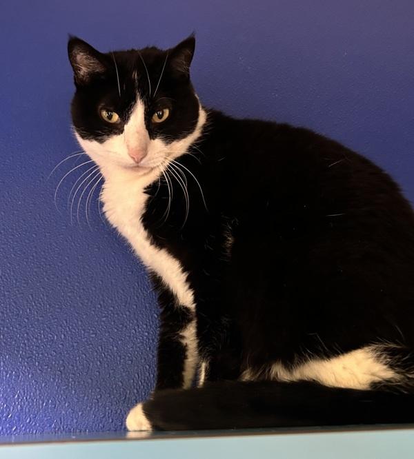 Enlarge Oreo, a Adoptable mixed breed in Sioux City, IA image 2/6