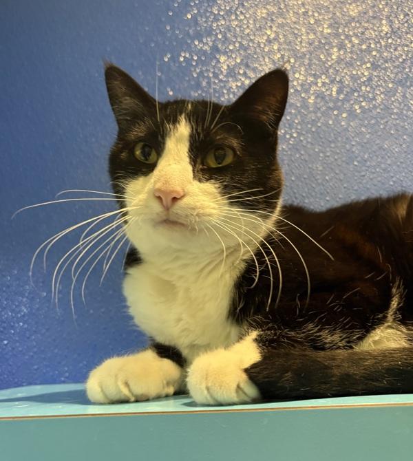 Enlarge Oreo, a Adoptable mixed breed in Sioux City, IA image 3/6