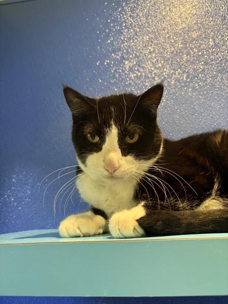 Enlarge Oreo, a Adoptable mixed breed in Sioux City, IA image 4/6