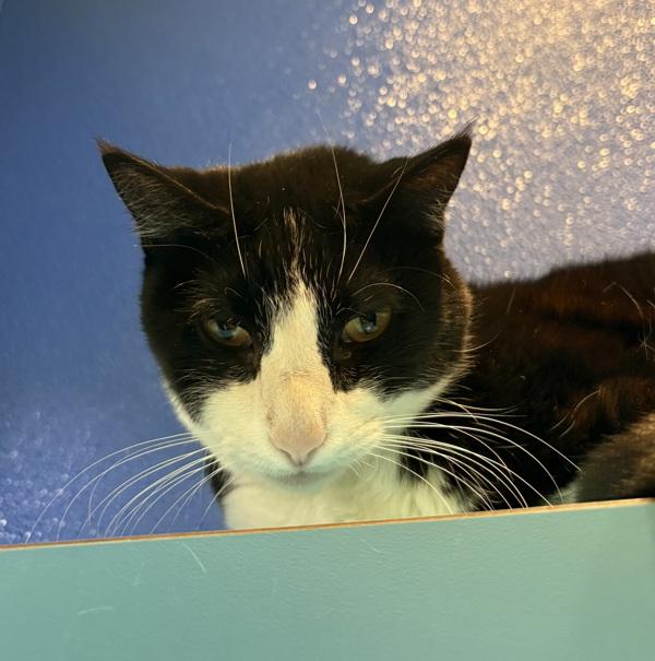 Enlarge Oreo, a Adoptable mixed breed in Sioux City, IA image 6/6