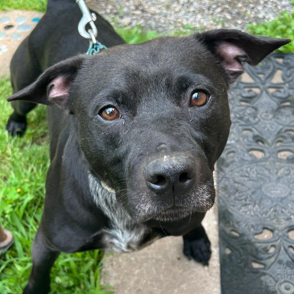 Enlarge Diego, a Adoptable Pit Bull Terrier in Salem, WV image 1/1