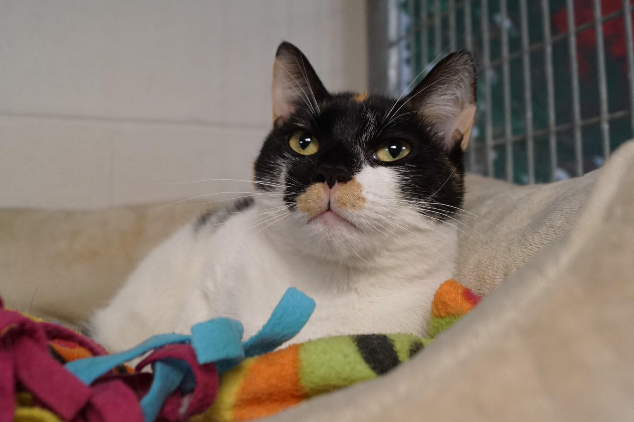 S'mores, a Adoptable Calico in New Milford, CT image 2/6