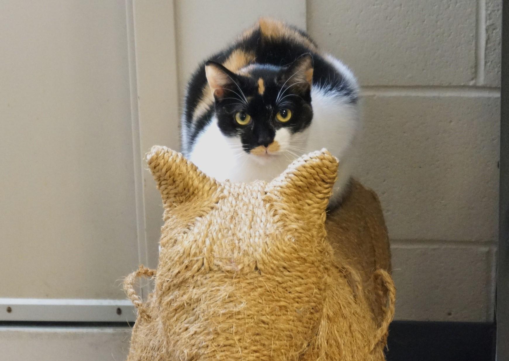 S'mores, Adoptable, Young Female Calico.