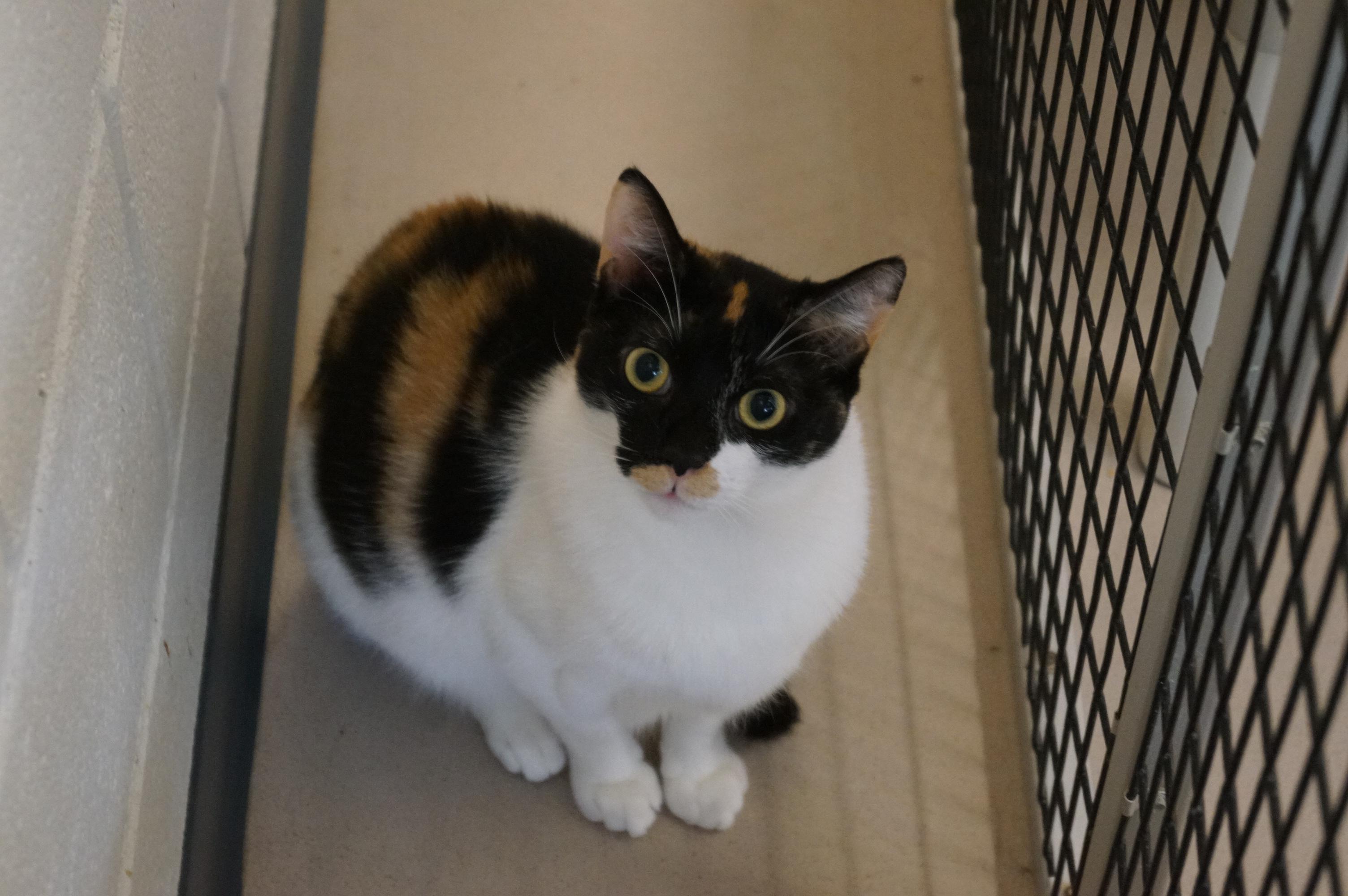 S'mores, a Adoptable Calico in New Milford, CT image 6/6