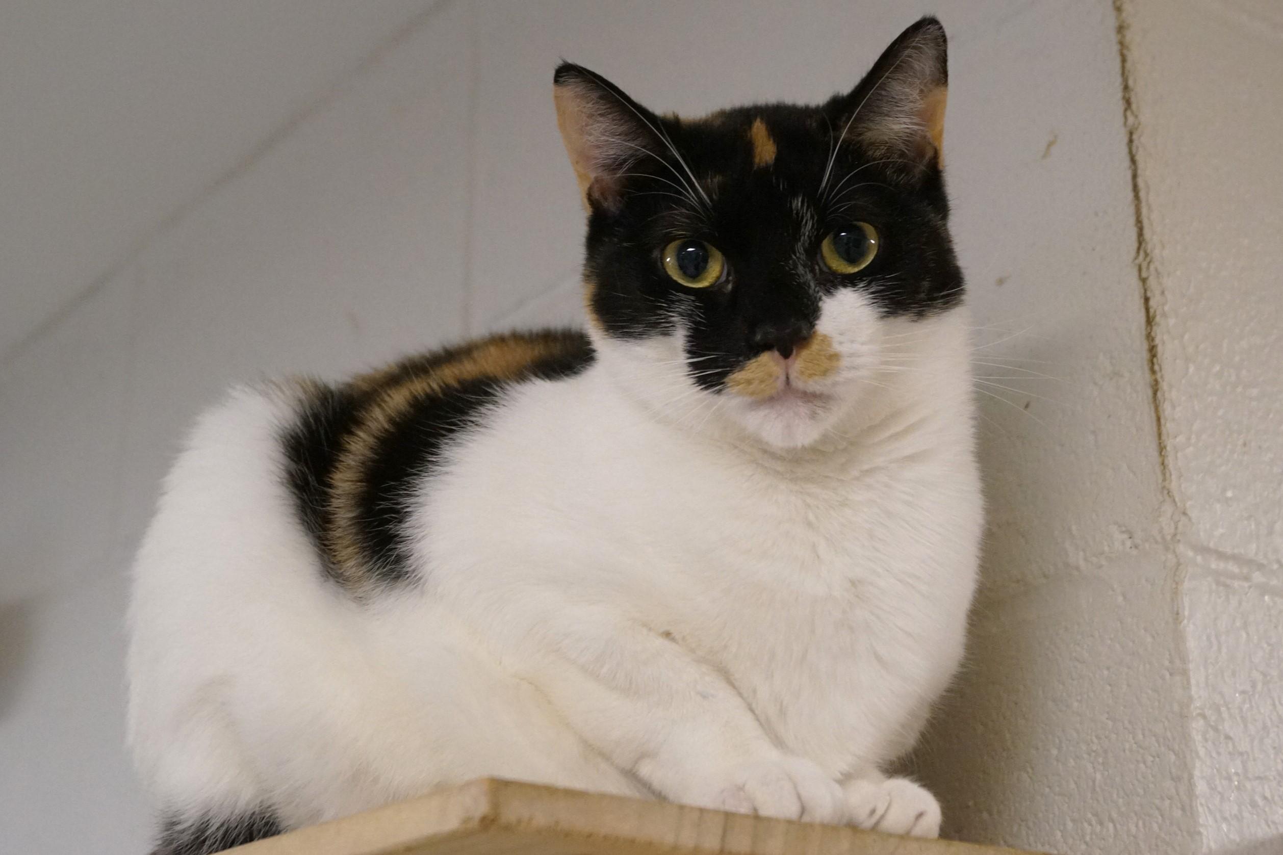 S'mores, a Adoptable Calico in New Milford, CT image 3/6