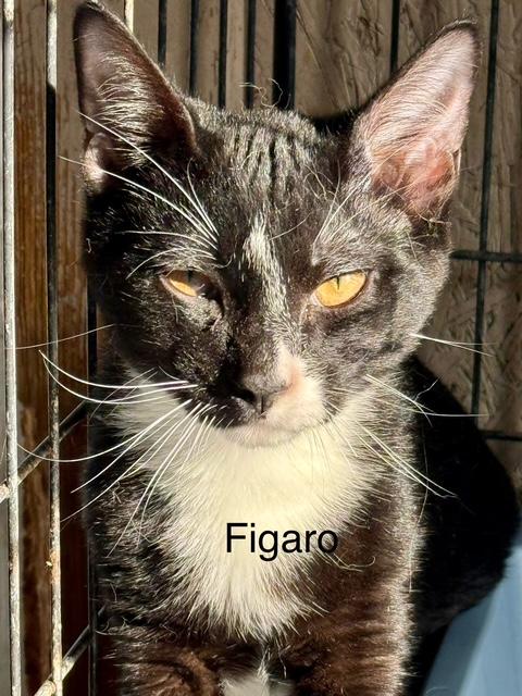 Figaro playful, Adoptable, Young Male Tuxedo.
