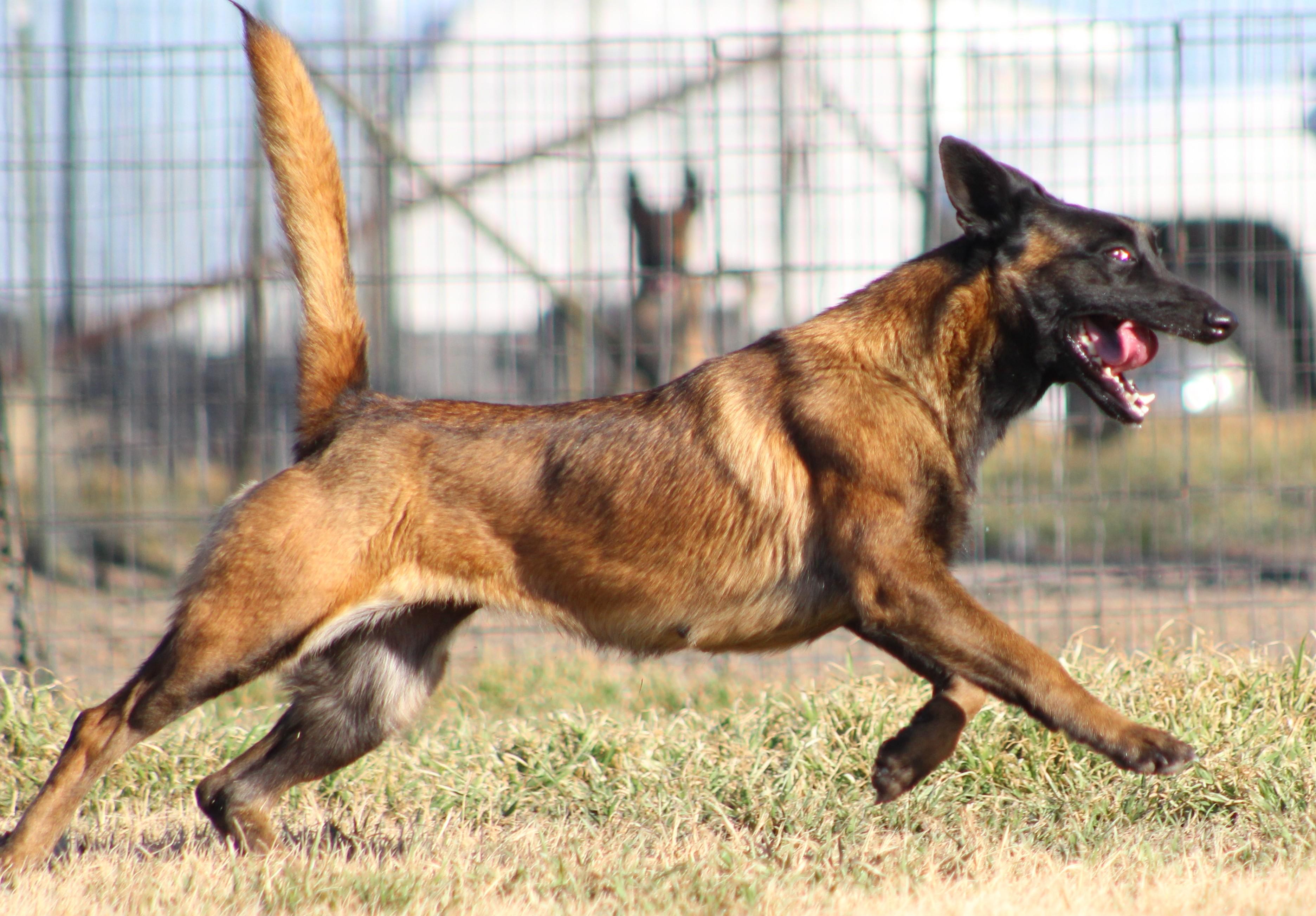 Enlarge Duckie, an adopted mixed breed in Temple, TX image 2/5