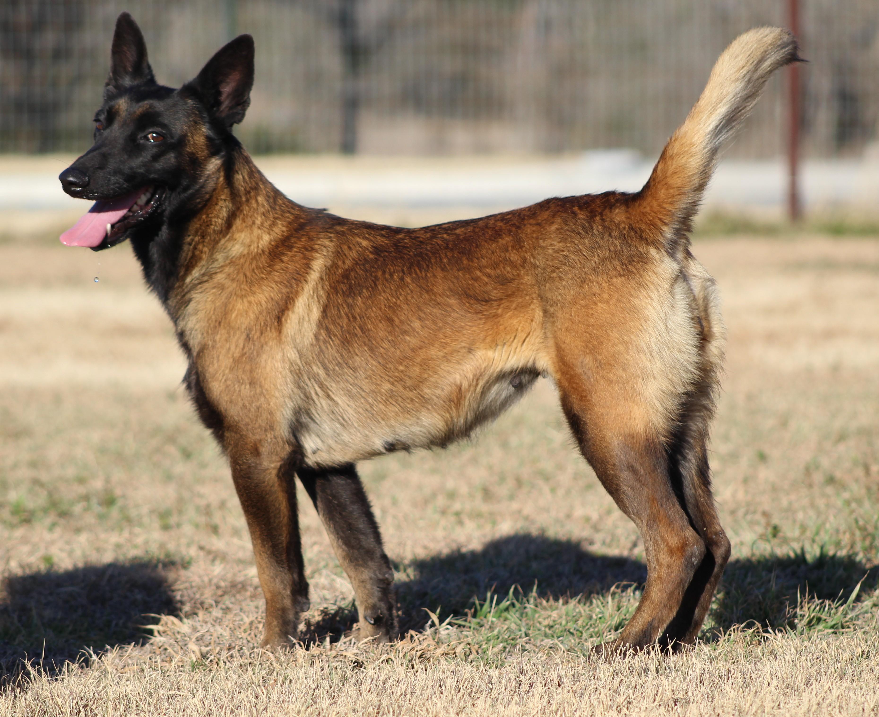 Enlarge Duckie, an adopted mixed breed in Temple, TX image 3/5