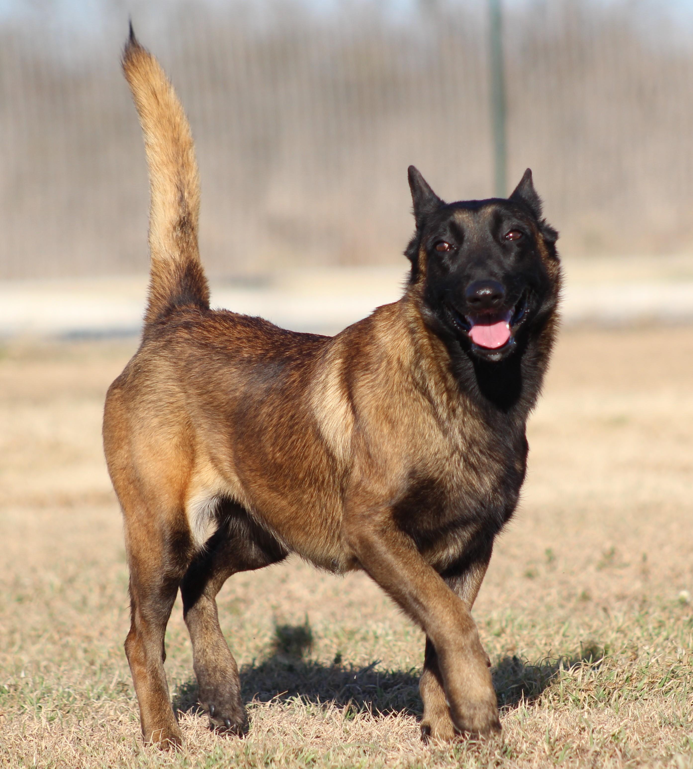 Duckie, adopted, Adult Female Belgian Shepherd / Malinois & Mixed Breed.