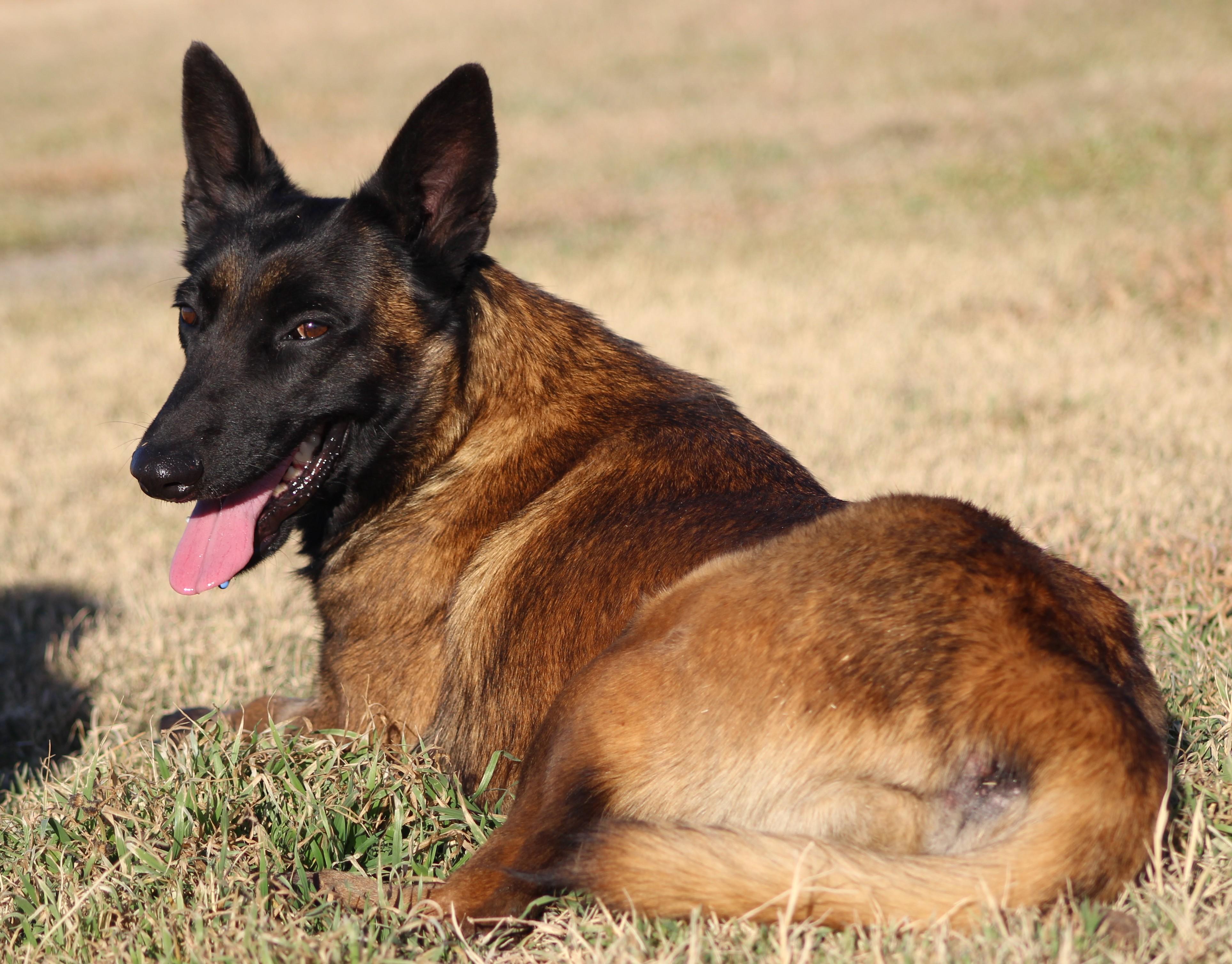 Enlarge Duckie, an adopted mixed breed in Temple, TX image 4/5