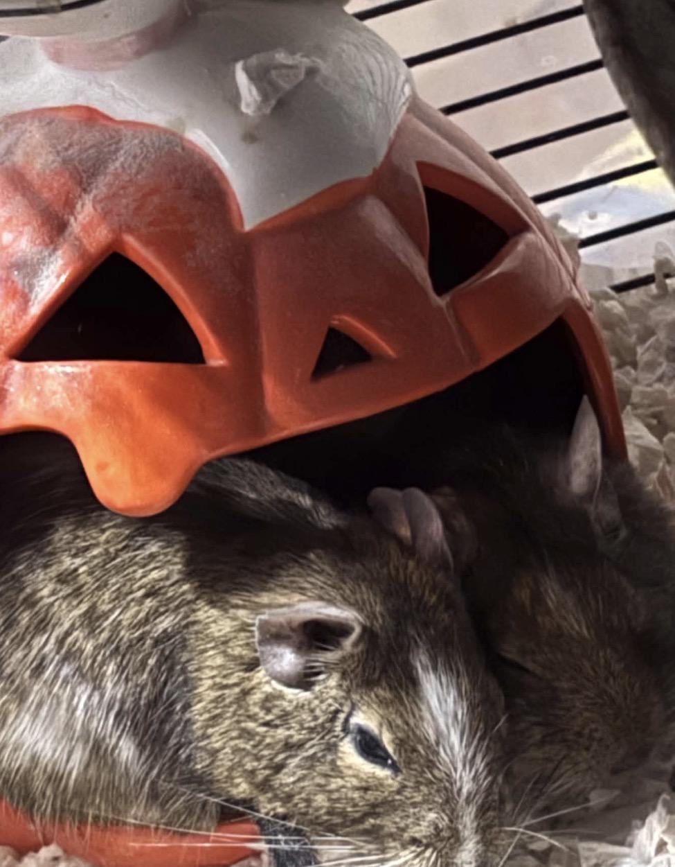 Enlarge Tigger & Splat, a Adoptable Degu in Atlantic Highlands, NJ image 4/4