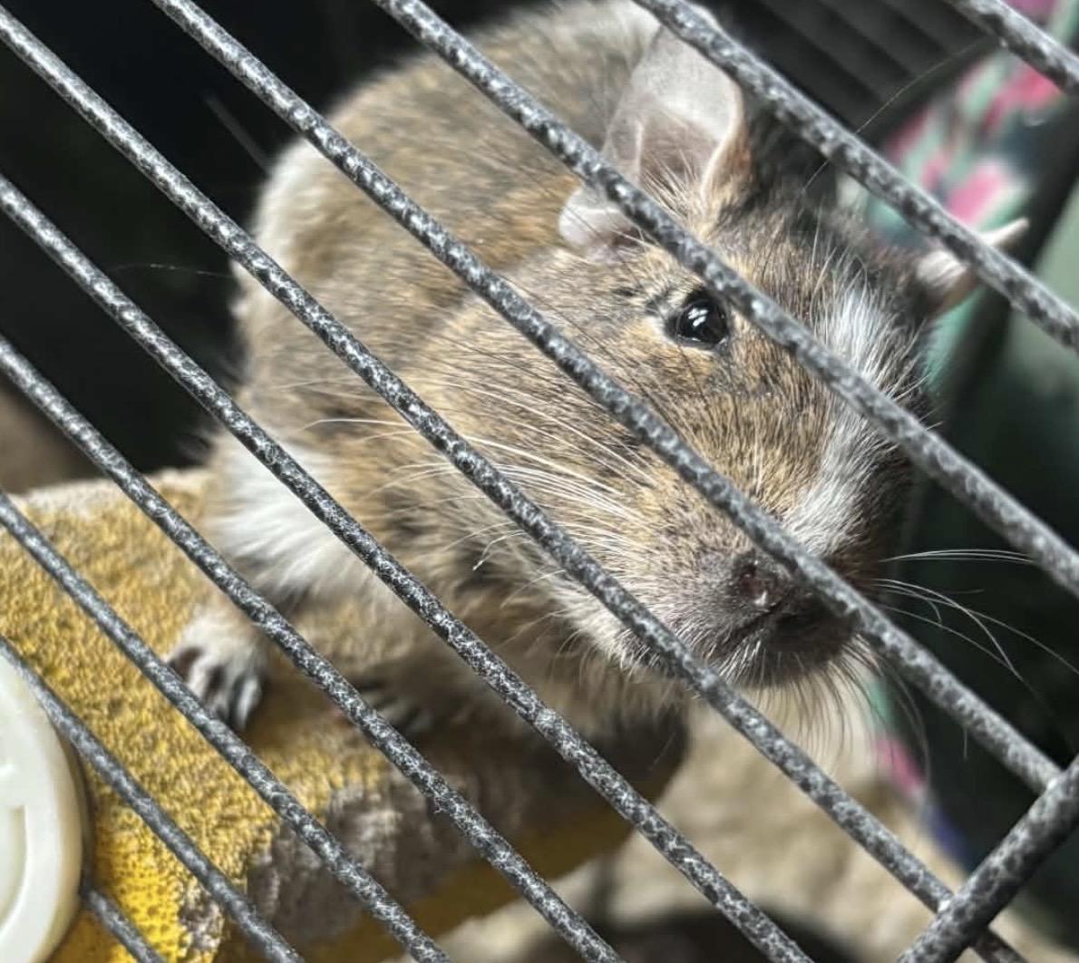 Enlarge Tigger & Splat, a Adoptable Degu in Atlantic Highlands, NJ image 3/4