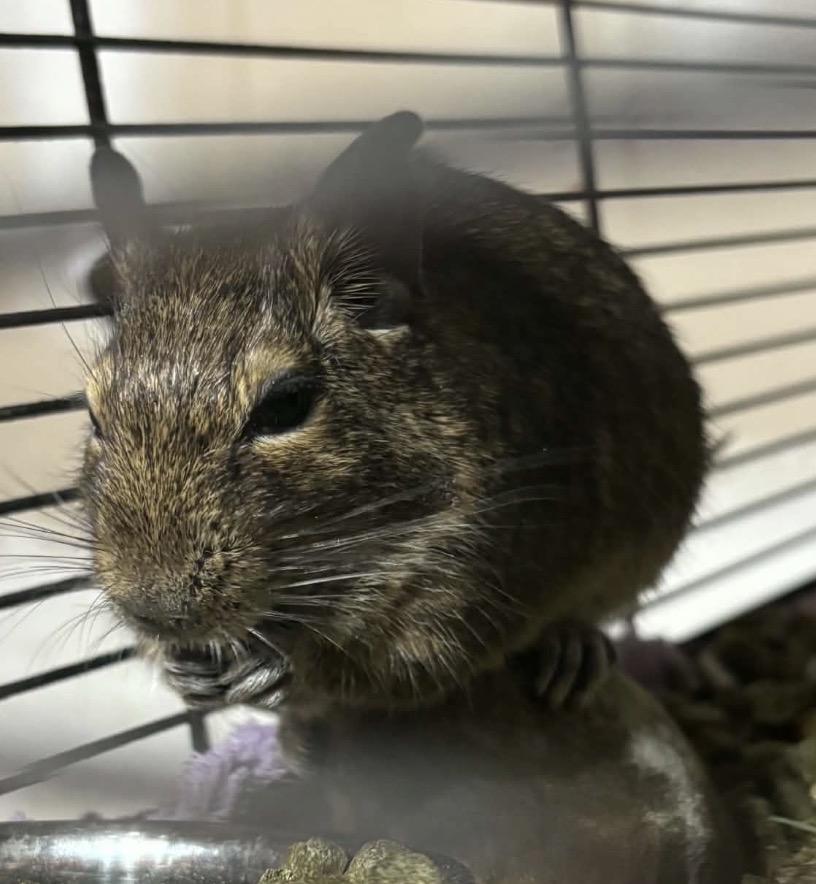 Enlarge Tigger & Splat, a Adoptable Degu in Atlantic Highlands, NJ image 2/4