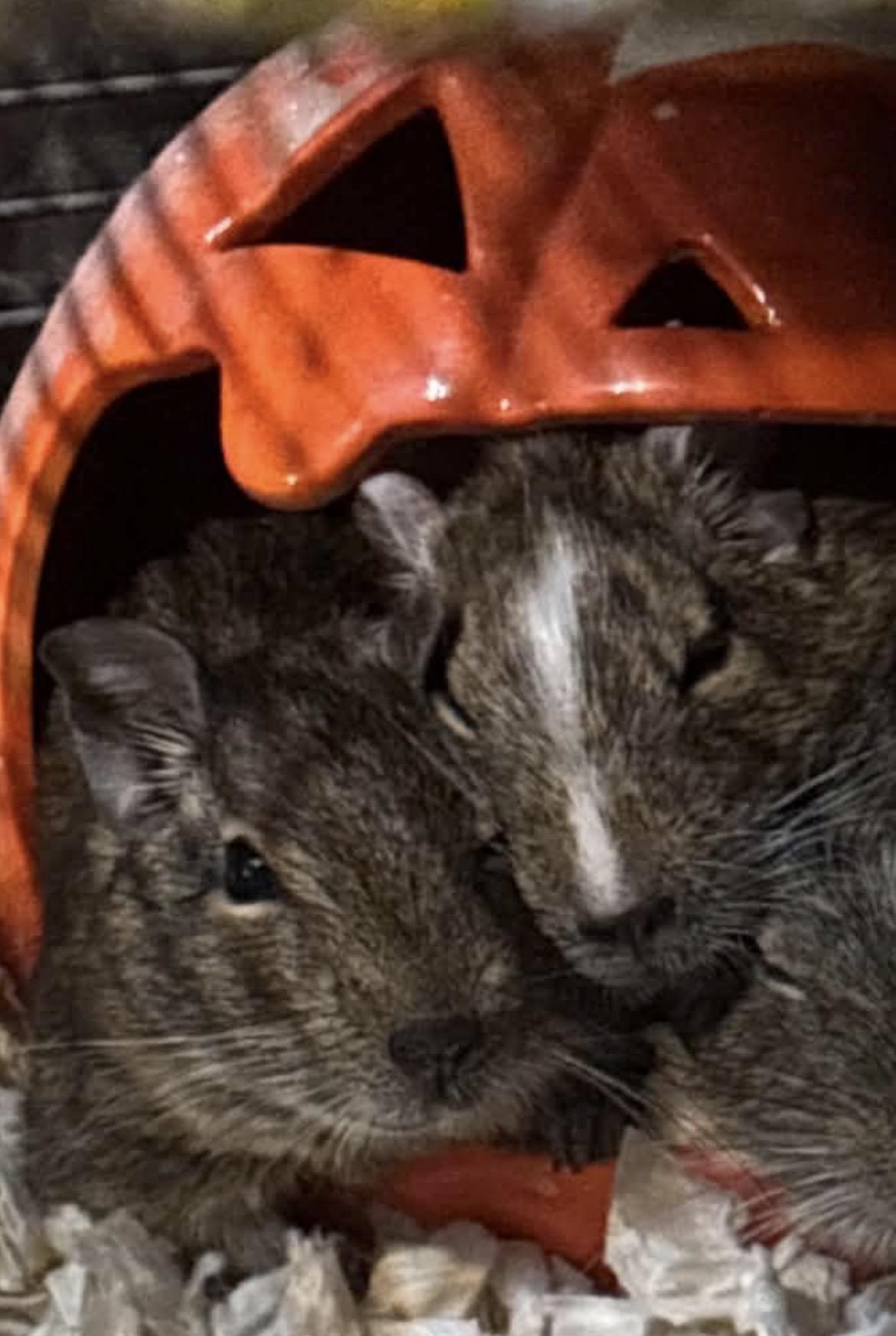 Enlarge Tigger & Splat, a Adoptable Degu in Atlantic Highlands, NJ image 1/4