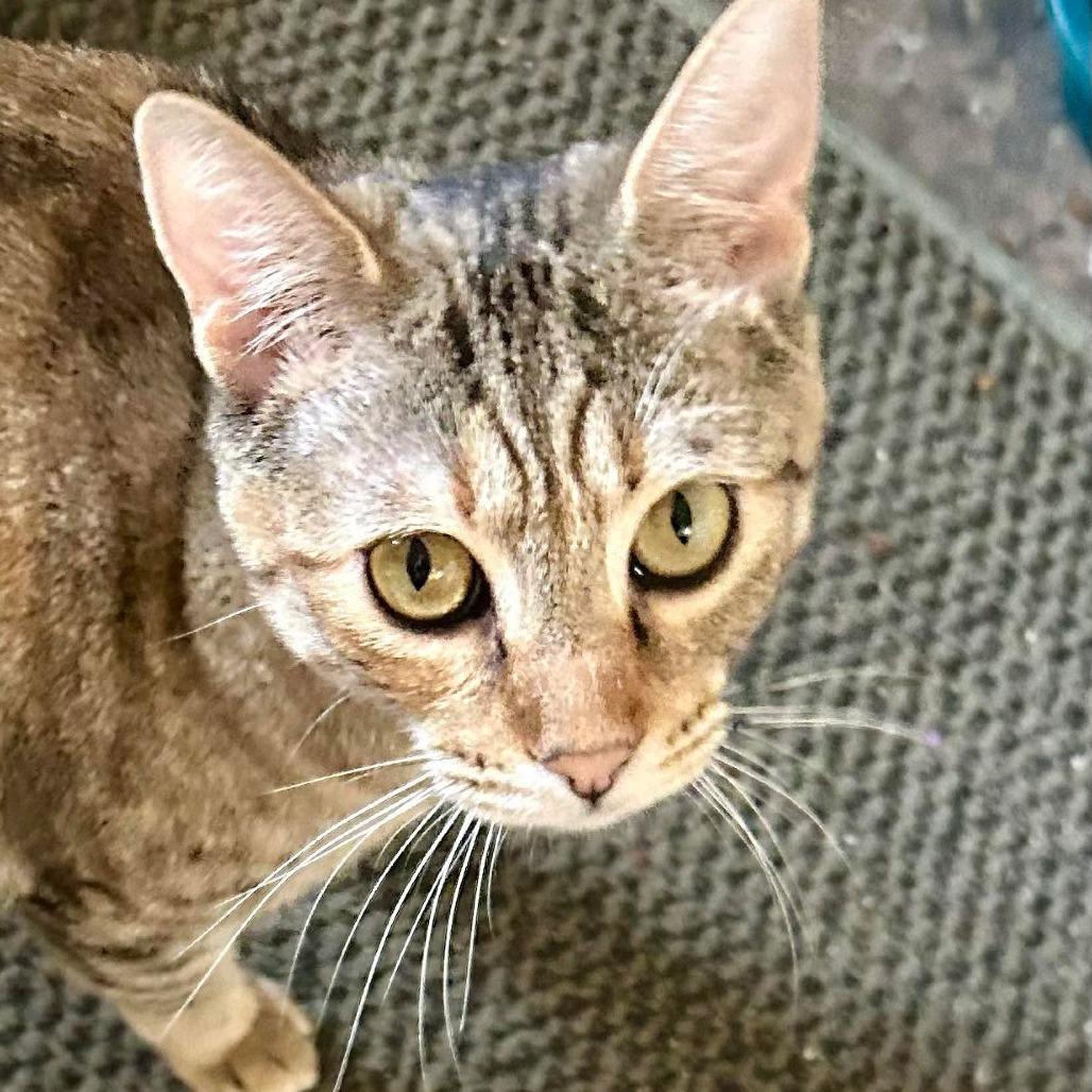 Camila, Adoptable, Young Female Domestic Short Hair.