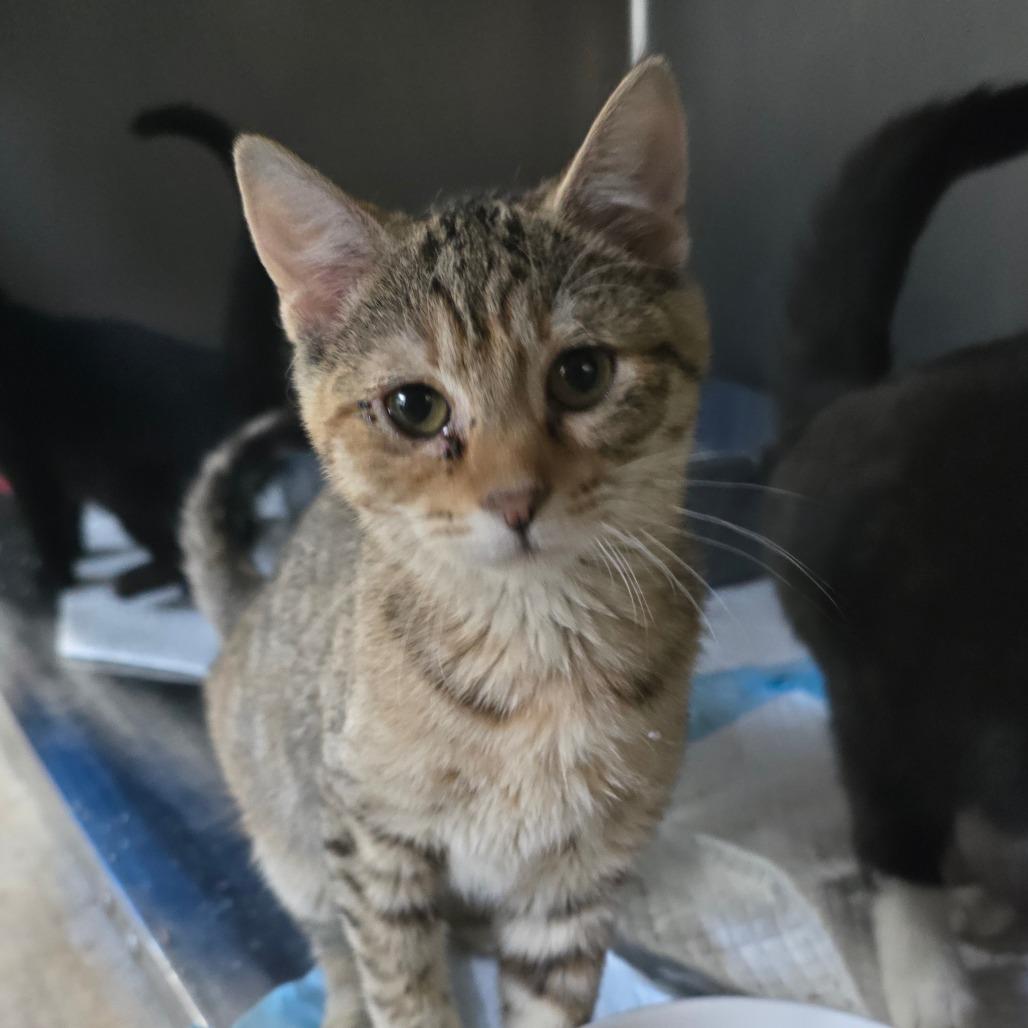 Camila, Adoptable, Young Female Domestic Short Hair.
