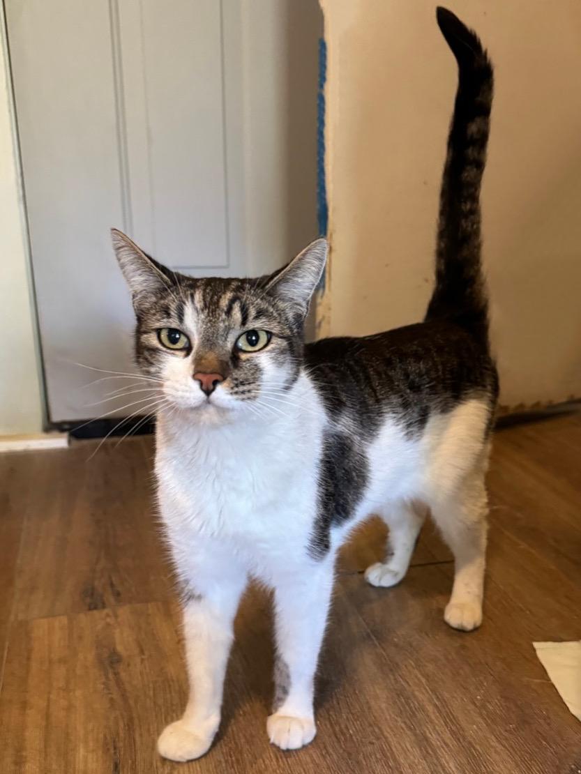 Enlarge Slater, a Adoptable Domestic Short Hair in Temecula, CA image 1/1