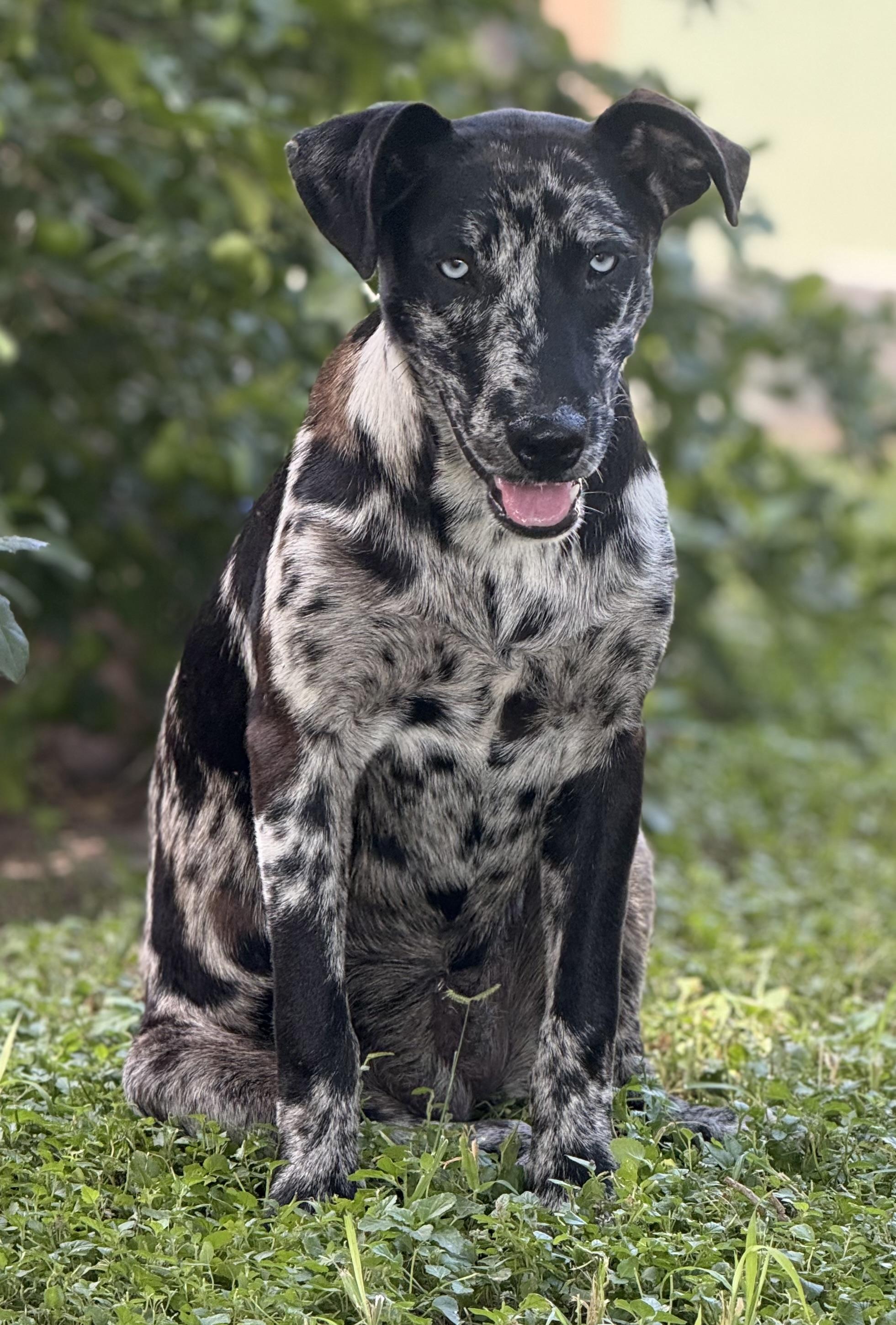 Enlarge Mudbug-TX, a ADOPTABLE mixed breed in Warren, ME image 2/6