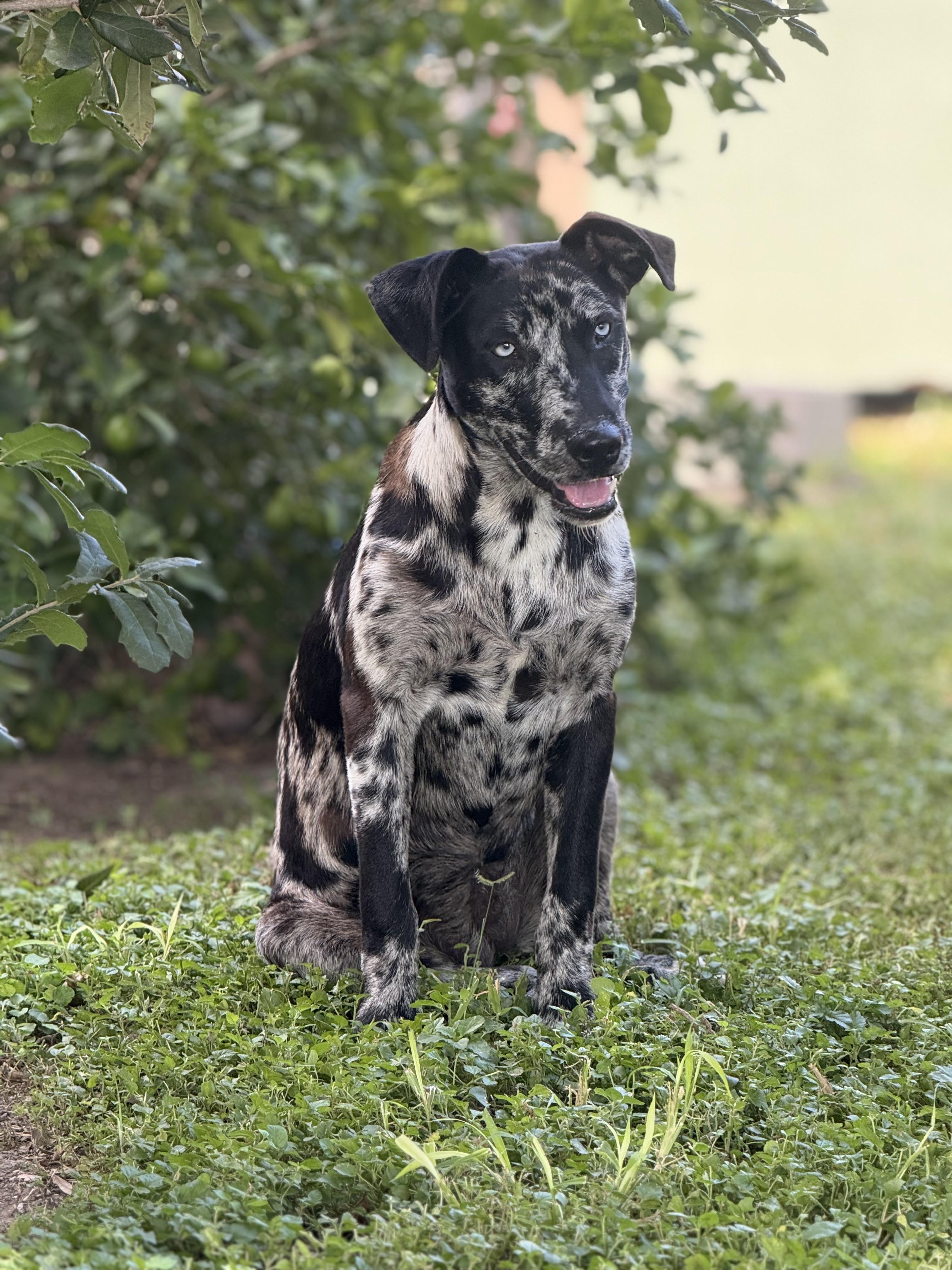Enlarge Mudbug-TX, a ADOPTABLE mixed breed in Warren, ME image 6/6