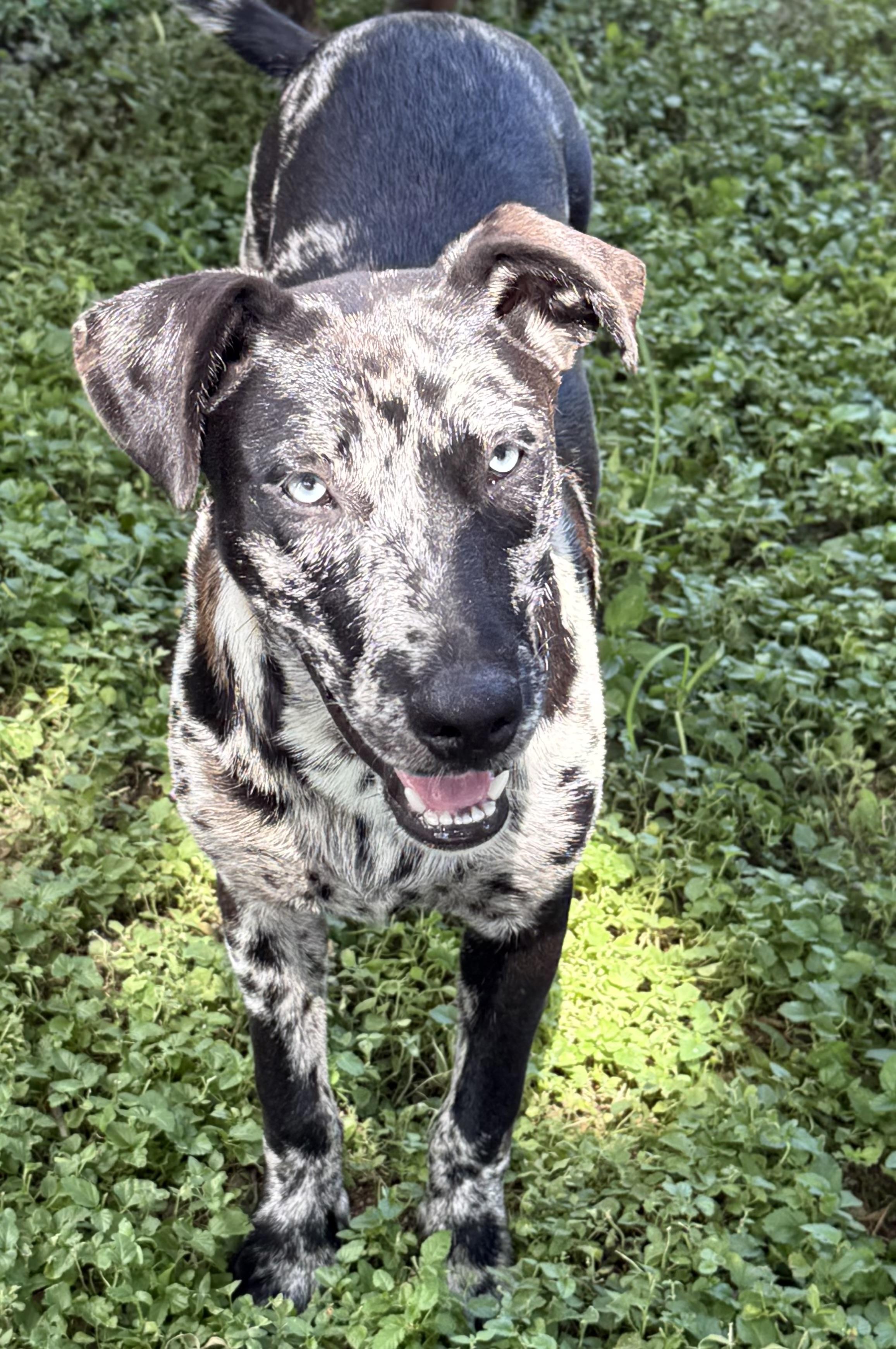 Enlarge Mudbug-TX, a ADOPTABLE mixed breed in Warren, ME image 3/6