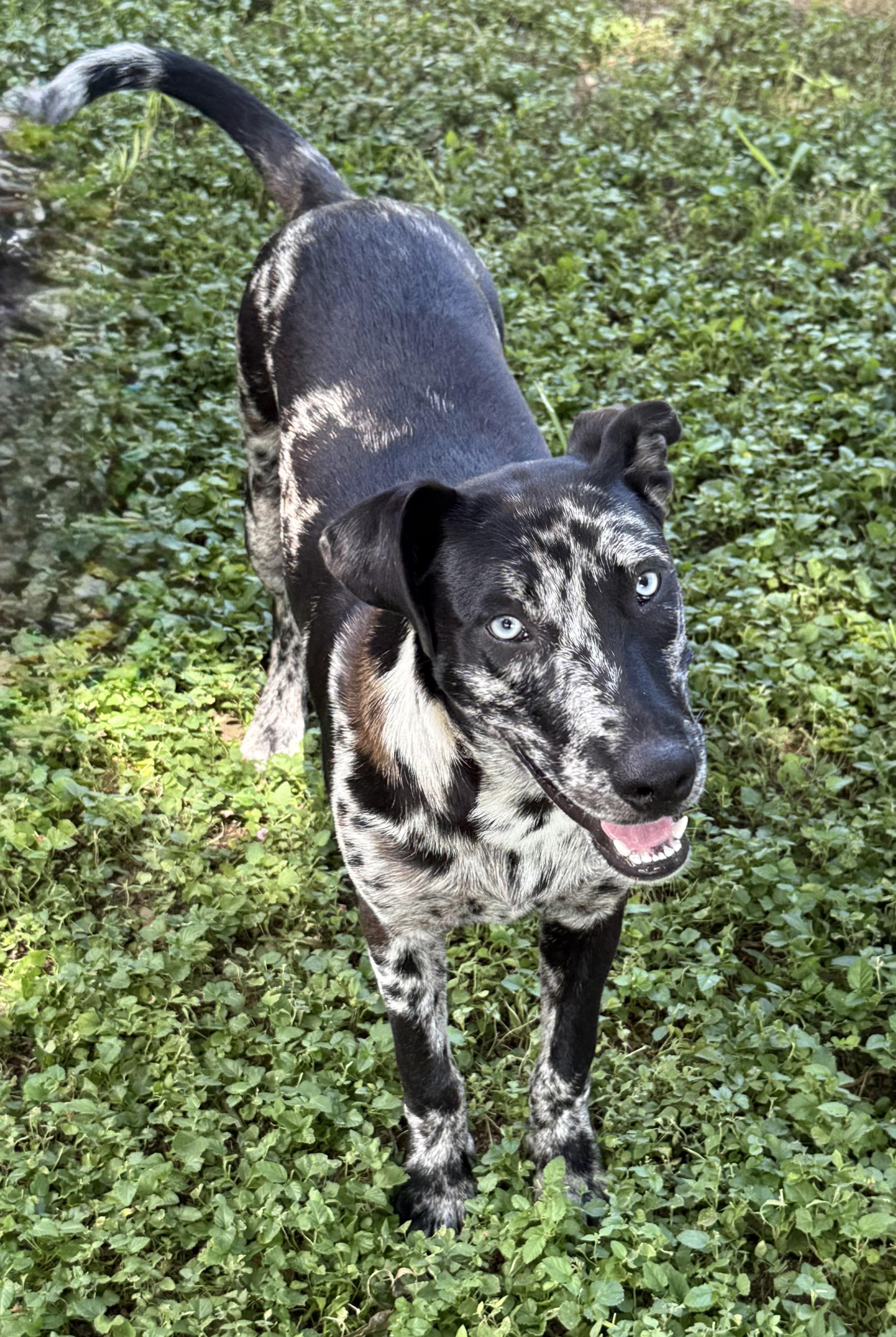 Enlarge Mudbug-TX, a ADOPTABLE mixed breed in Warren, ME image 5/6