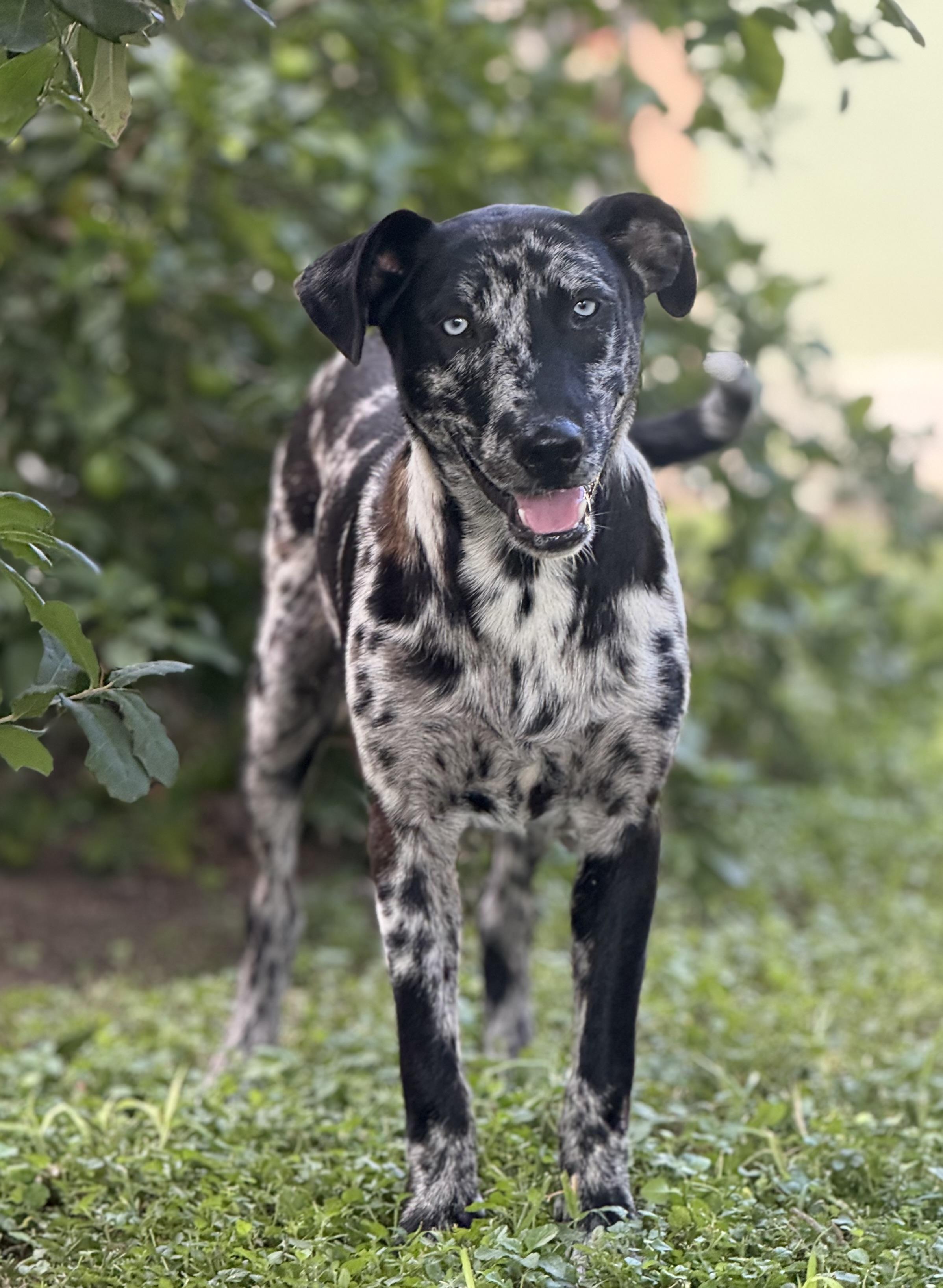 Enlarge Mudbug-TX, a ADOPTABLE mixed breed in Warren, ME image 4/6