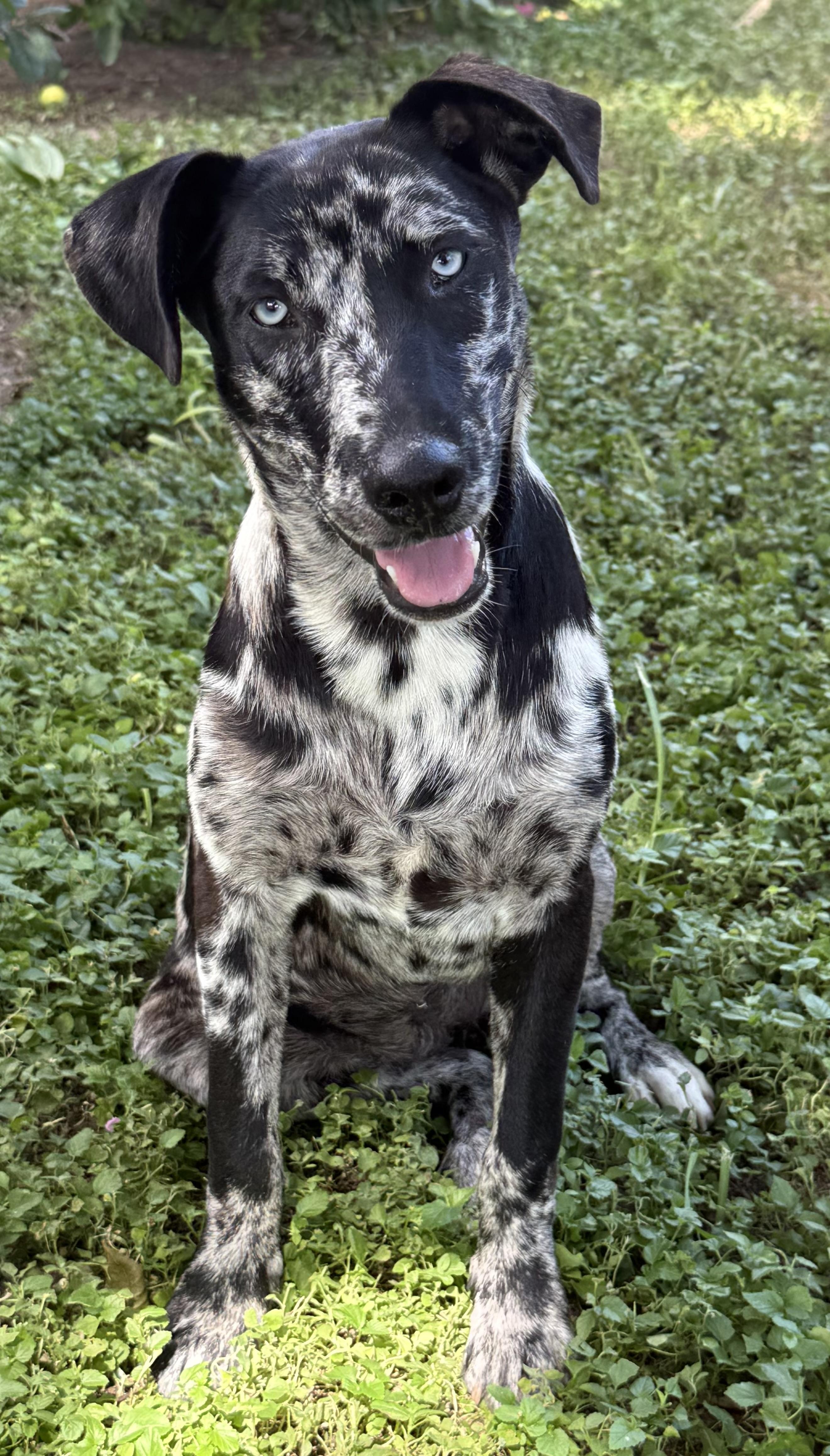 Mudbug-TX, ADOPTABLE, Young Female Catahoula Leopard Dog.