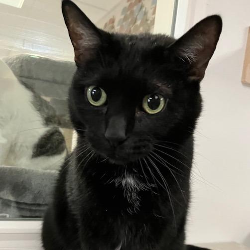 Odin, Adoptable, Senior Male Domestic Short Hair & Domestic Short Hair.