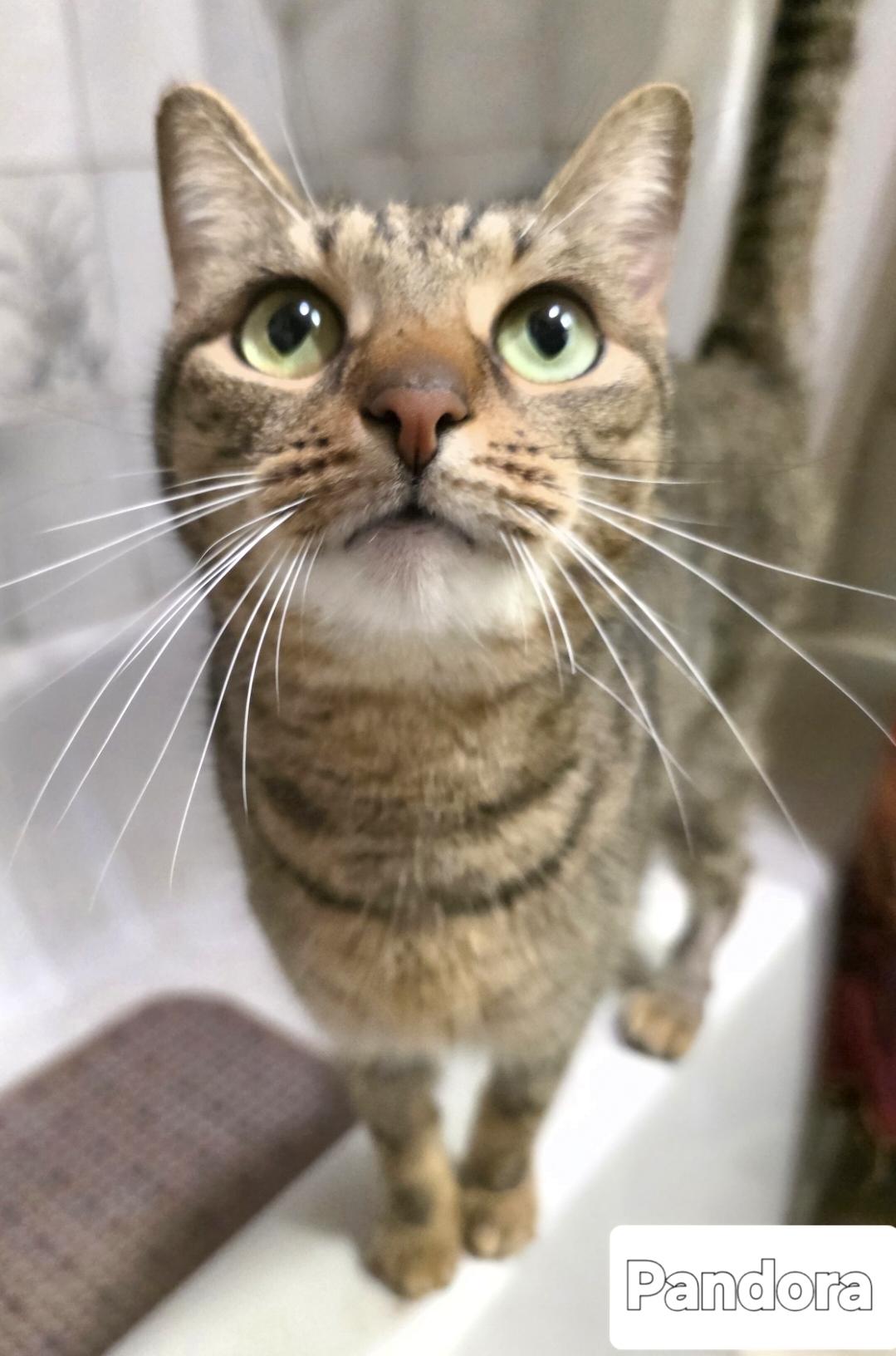 Enlarge Pandora & Buddy, a ADOPTABLE Domestic Short Hair in Silver Springs, FL image 3/3